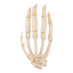 Replica Gorilla Hand – Articulated