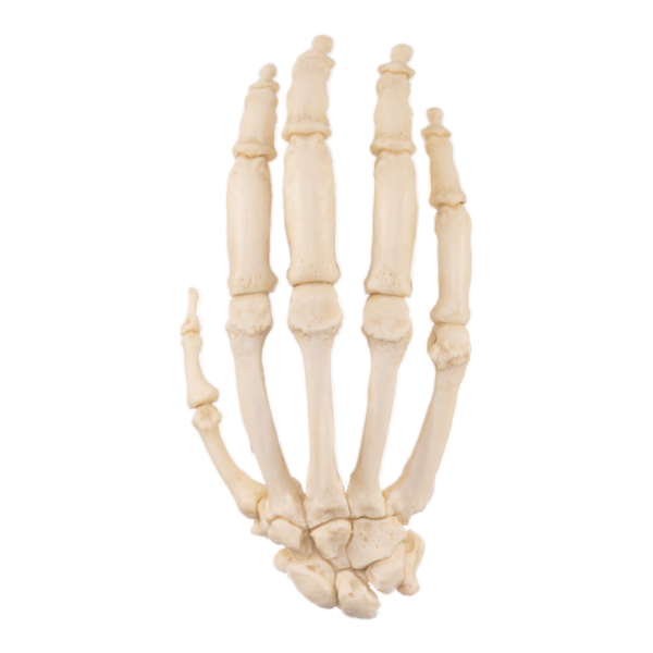 Replica Gorilla Hand – Articulated