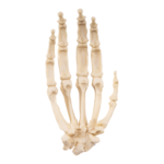 Replica Gorilla Hand – Articulated