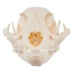 Real Caracal Skull