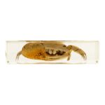 Real Fiddler Crab in Acrylic Paperweight