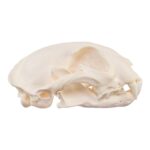 Real Caracal Skull