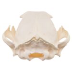 Real Caracal Skull