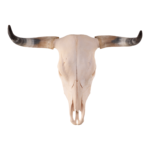 Real Longhorn Skull – Preferred Quality