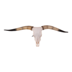 Real Longhorn Skull – Premium Quality