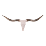 Real Longhorn Skull – Premium Quality