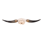 Real Longhorn Skull Plate – Limited Quantity