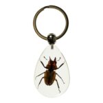 Real Stag Beetle in Acrylic Keychain
