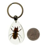 Real Stag Beetle in Acrylic Keychain