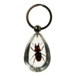 Real Stag Beetle in Acrylic Keychain