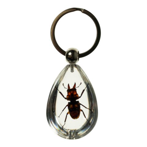 Real Stag Beetle in Acrylic Keychain