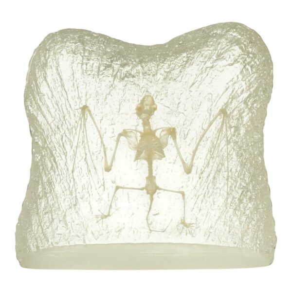 Real Bat Skeleton in Acrylic Paperweight – Textured Background