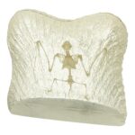 Real Bat Skeleton in Acrylic Paperweight – Textured Background