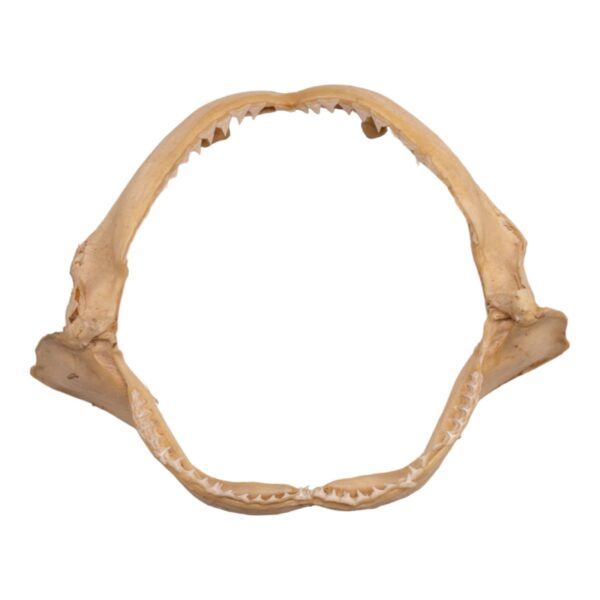 Real Silky Shark Jaw (9″)