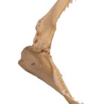 Real Silky Shark Jaw (9″)