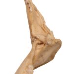 Real Silky Shark Jaw (9″)