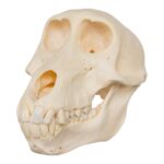 Real Chacma Baboon Skull – Juvenile