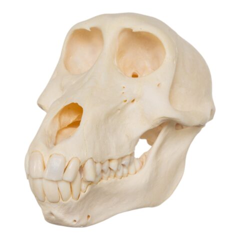 Real Chacma Baboon Skull - Juvenile