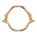 Real Silky Shark Jaw (9″)