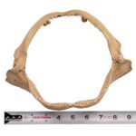 Real Silky Shark Jaw (9″)