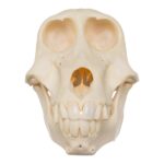 Real Chacma Baboon Skull – Juvenile