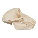 Real Chacma Baboon Skull – Juvenile