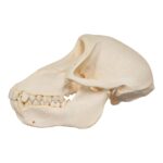 Real Chacma Baboon Skull – Juvenile