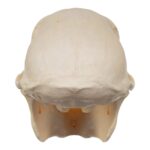 Real Chacma Baboon Skull – Juvenile