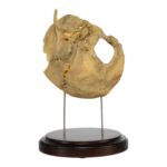 Real Human Partial Skull on Stand
