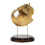 Real Human Partial Skull on Stand