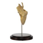 Real Human Partial Skull on Stand