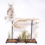 Real “Centaur” Skeleton
