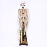 Real “Centaur” Skeleton