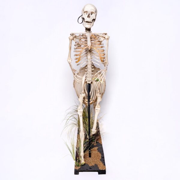 Real “Centaur” Skeleton