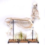 Real “Centaur” Skeleton