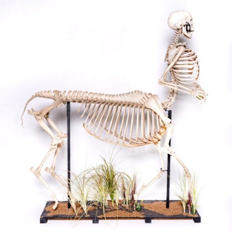 Real "Centaur" Skeleton