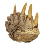 Real Common Snapping Turtle Foot – Freeze Dried