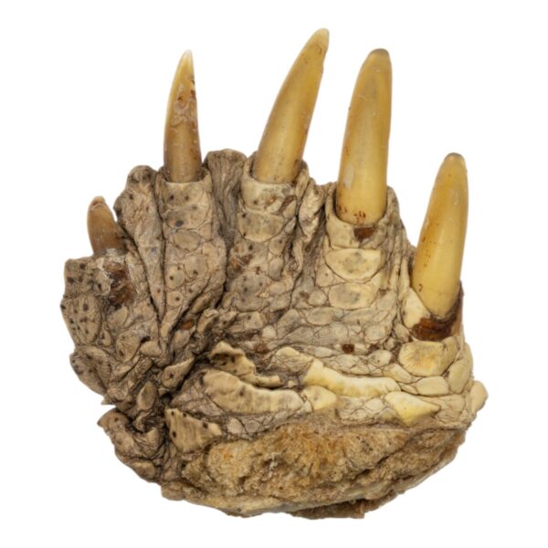 Real Common Snapping Turtle Foot – Freeze Dried