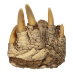 Real Common Snapping Turtle Foot – Freeze Dried