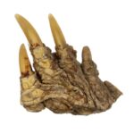 Real Common Snapping Turtle Foot – Freeze Dried