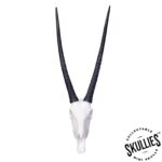 SKULLIES – Miniature Gemsbok Skull