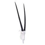 SKULLIES – Miniature Gemsbok Skull