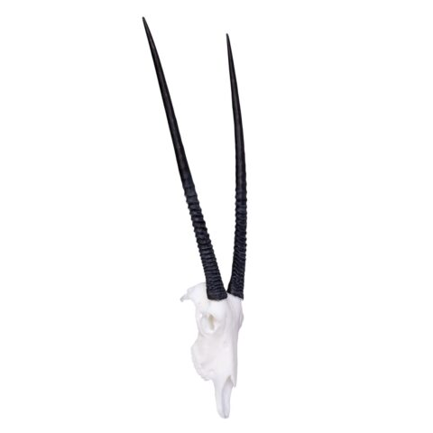 SKULLIES - Miniature Gemsbok Skull