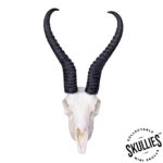 SKULLIES – Miniature Springbok Skull