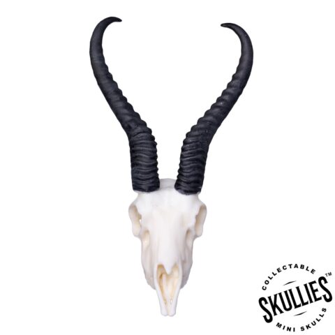 SKULLIES - Miniature Springbok Skull