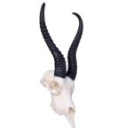 SKULLIES – Miniature Springbok Skull