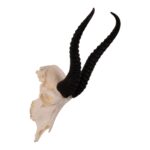 Real Springbok Skull – Male