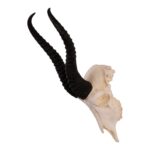 Real Springbok Skull – Male