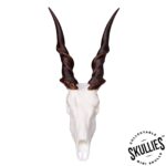 SKULLIES – Miniature Eland Skull