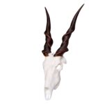 SKULLIES – Miniature Eland Skull